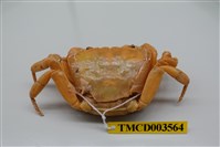 藏品(拉氏清溪蟹)的圖片